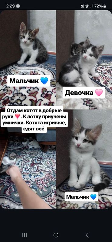 котята котята