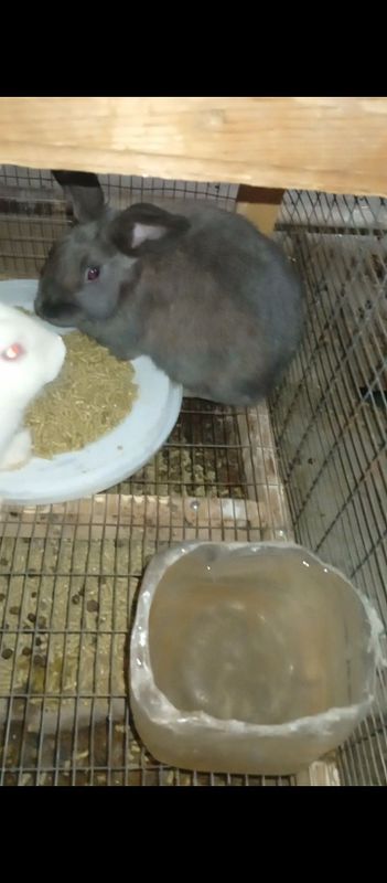 Quyonla sotiladi 2ta erke 1ta urgʻochi erkelari 3kgdan urgʻochisi 2kg