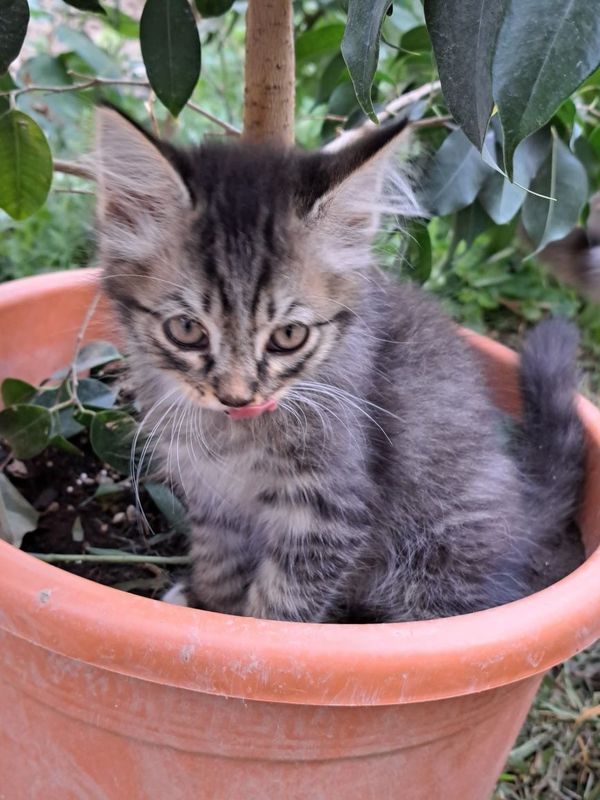 Милые котята даром Милые котята даром