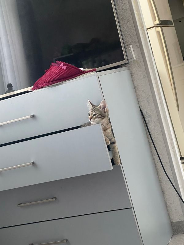 Отдам котенка в хорошие руки Отдам котенка в хорошие руки