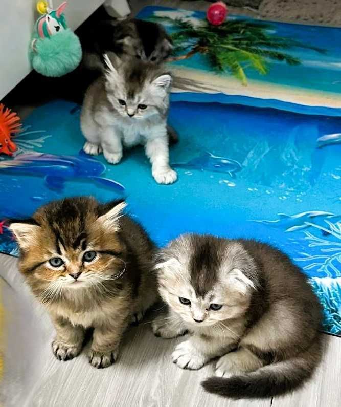 Котята премиум с душой — Добро, Благополучие и Нежность в каждый дом. Котята премиум с душой — Добро, Благополучие и Нежность в каждый дом.