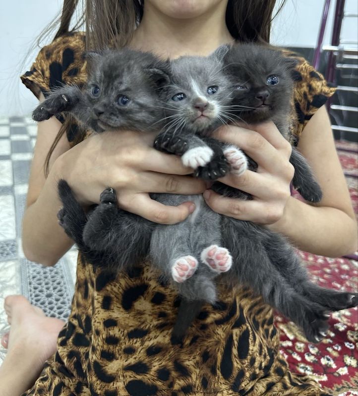 Продаются котята