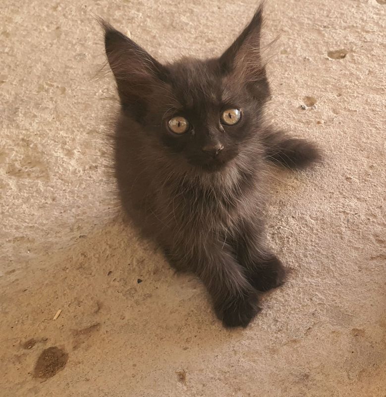 Hadyaga beriladi