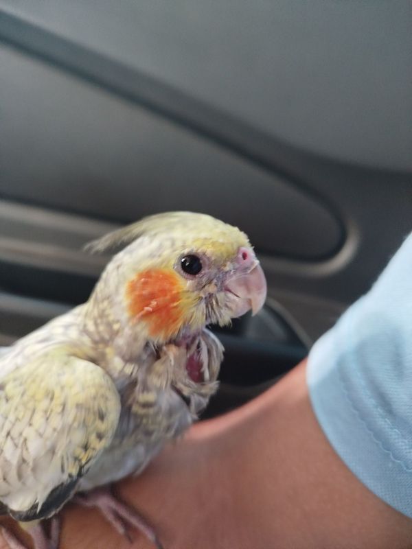 Zoti karilla qafasi yoʻq urgʻochi qush