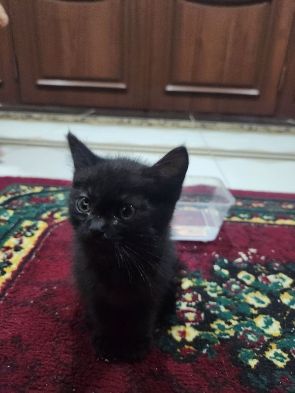 Mushuk sotiladi judayam aqilli Mushuk sotiladi judayam aqilli
