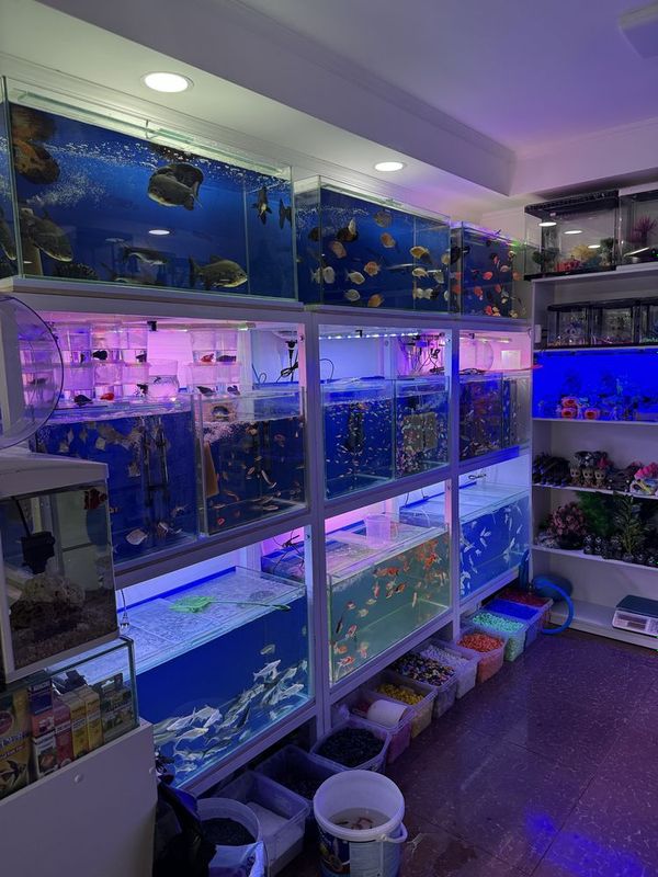 Akvarium Magazin Mirobod va Sergili Akvarium Magazin Mirobod va Sergili