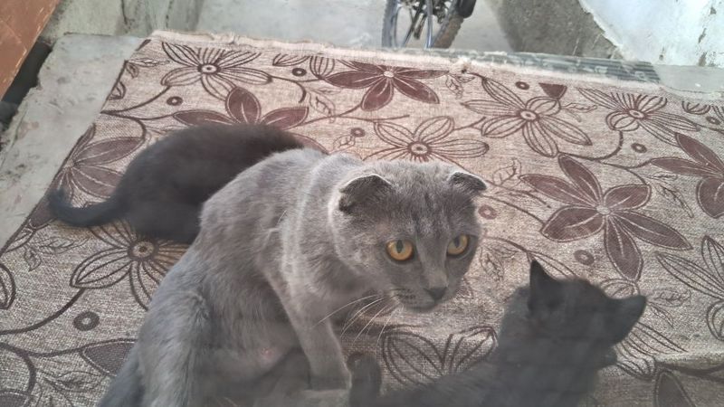 Скотч страйд мушук болалари Скотч страйд мушук болалари