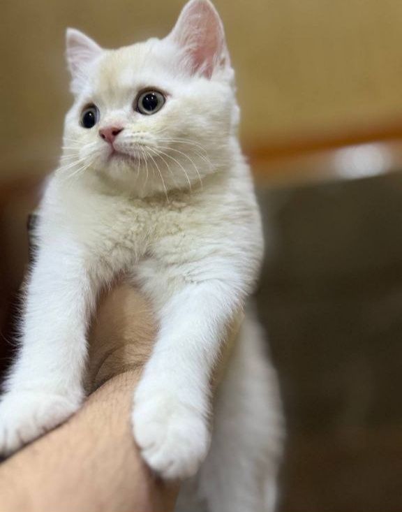 Продаются кошки 2мальчика Продаются кошки 2мальчика