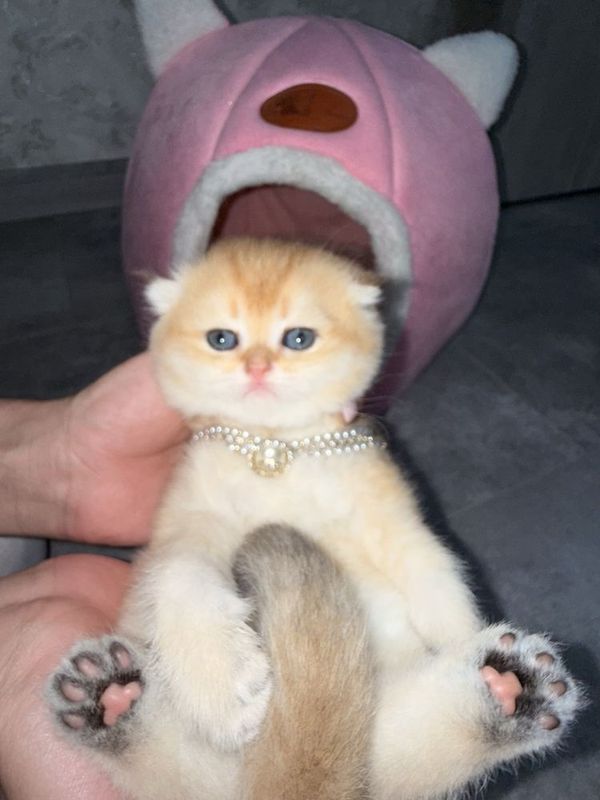 Породистые котята шиншиллы ищут новый дом Породистые котята шиншиллы ищут новый дом