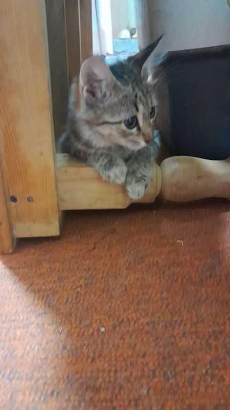 Киз бола мушукча Киз бола мушукча