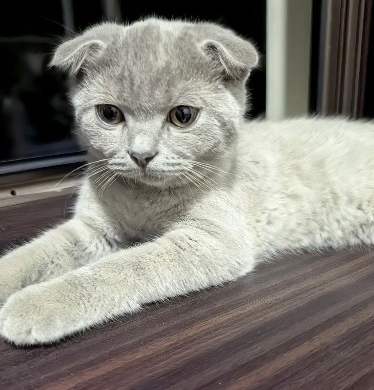 Mushuk bolachasi