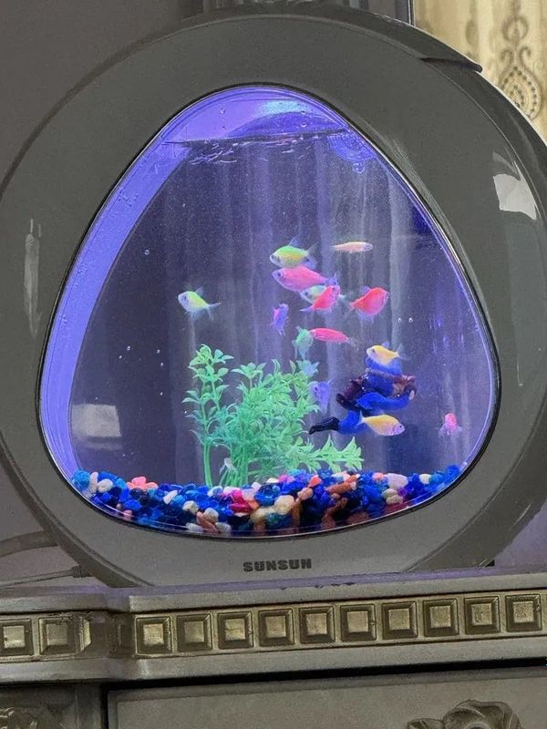 Akvarium baliqlar Akvarium baliqlar