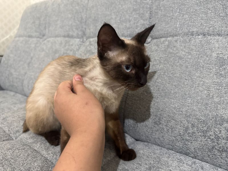Кошка сиамская один год беременные чистокровная Кошка сиамская один год беременные чистокровная