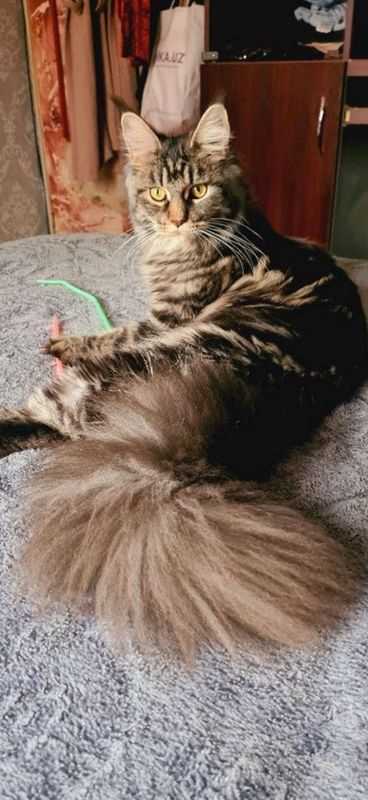 кошка породы Мейкун девочка кошка породы Мейкун девочка