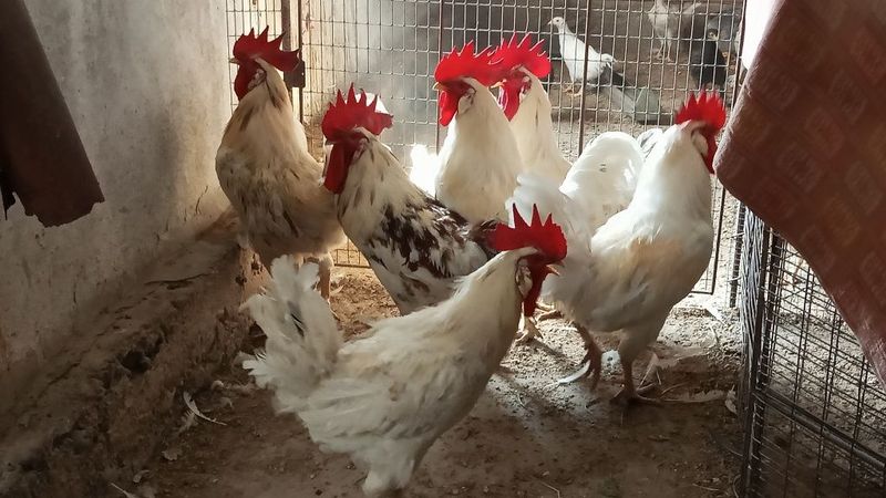 Продаются годовалые петухи Продаются годовалые петухи