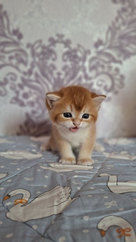 Shinshilla Шиншилла