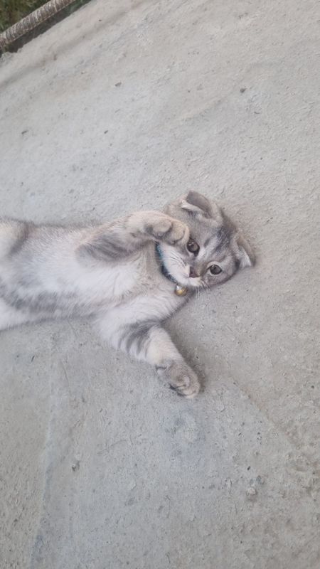 Serebrisni shinshilla Serebrisni shinshilla