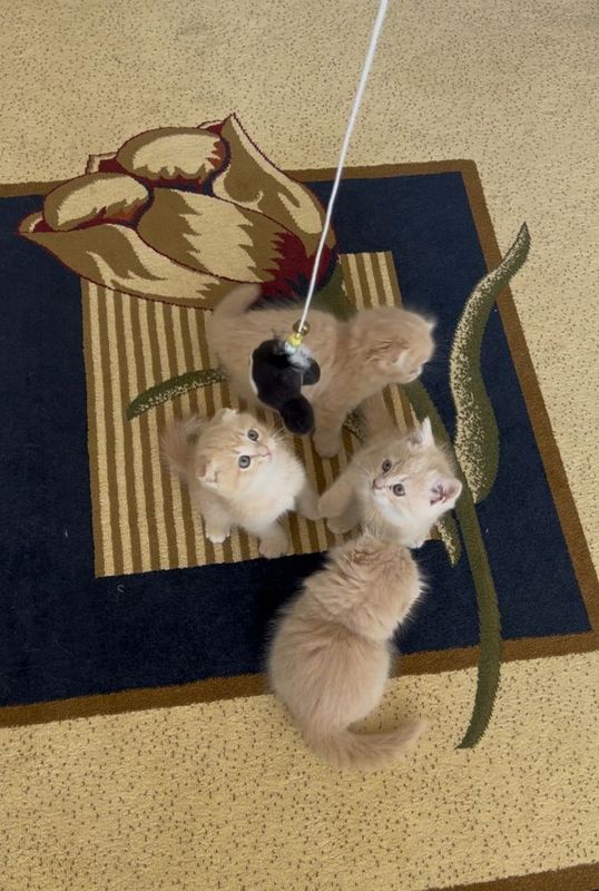 Котята сотилади мушук боллари шотландиский скоттиш фолд и страйт Котята сотилади мушук боллари шотландиский скоттиш фолд и страйт