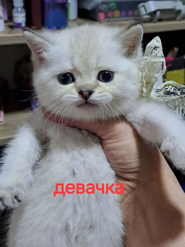 Продаю котенка блу поинт девачку Продаю котенка блу поинт девачку