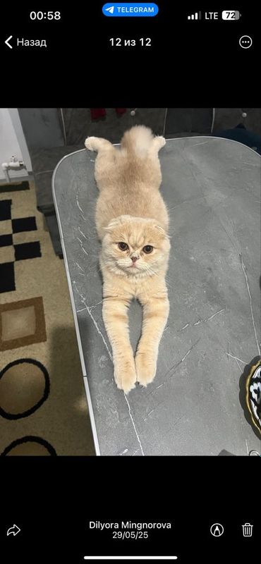 Кошка Шотландиский скоттиш фолд 8 ойлик сотилади Кошка Шотландиский скоттиш фолд 8 ойлик сотилади