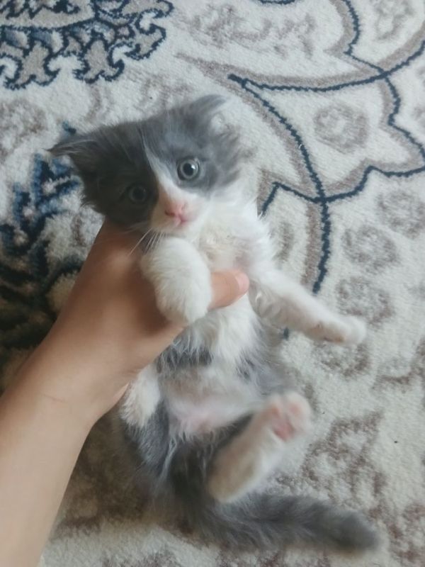 Scottish fold 750 ming sòm