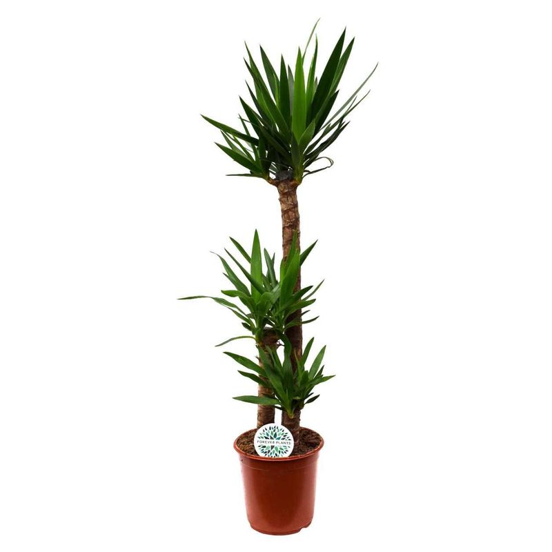 Юкка | Yucca 135 см