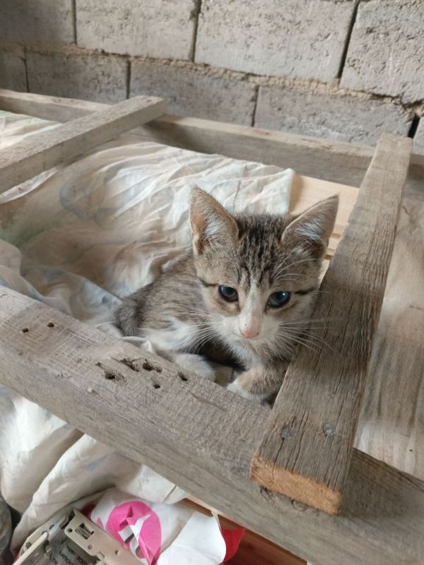 Отдадим в хорошие руки котят Отдадим в хорошие руки котят