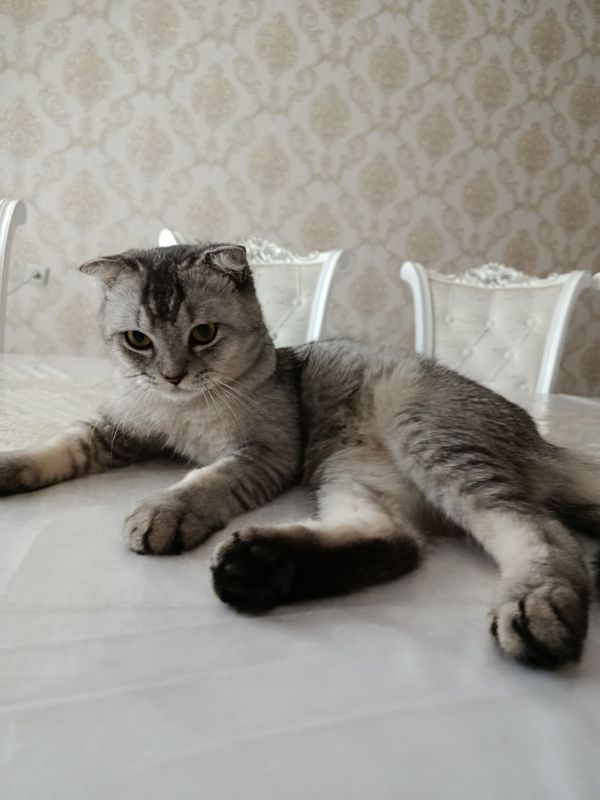 Скотиш фолд здоровый