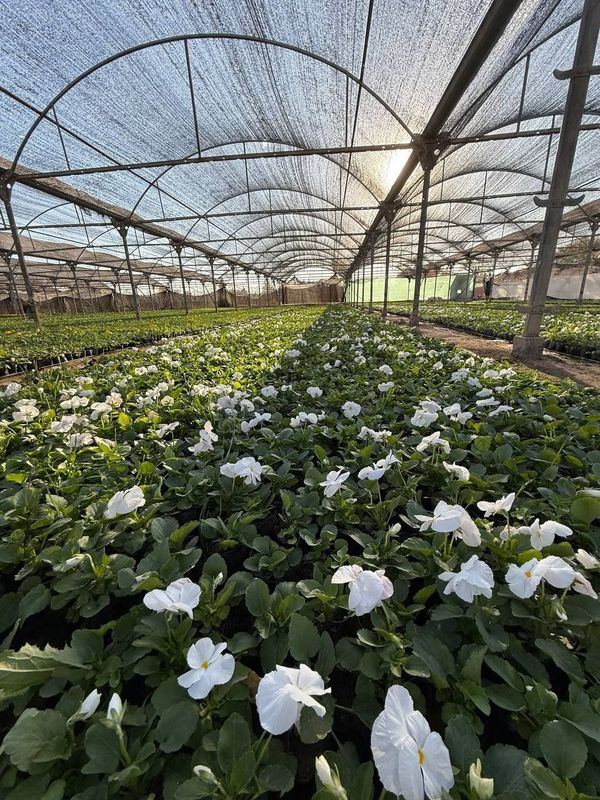 Viola gullari bor Viola gullari bor