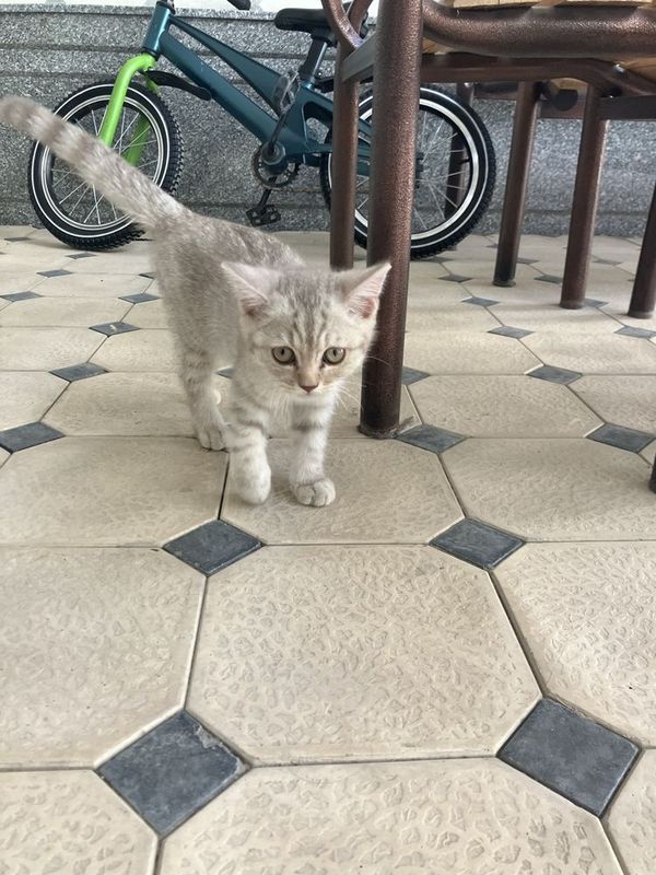 shinshilla mushuk shinshilla mushuk