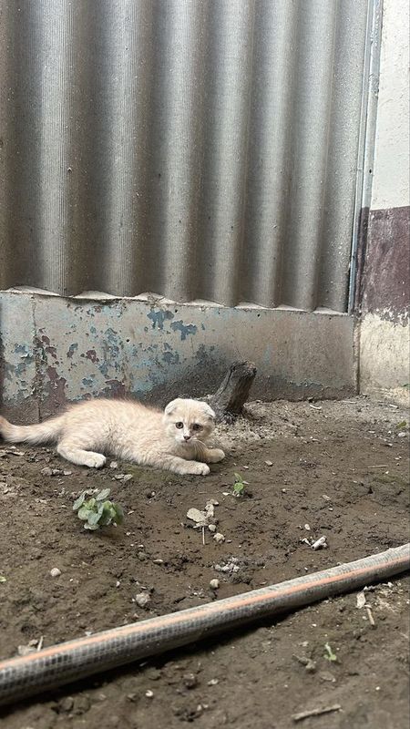 Скотш Фолд и Страйт Арзон Скотш Фолд и Страйт Арзон