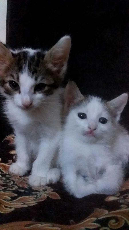 Мушукчалар киз бола Мушукчалар киз бола