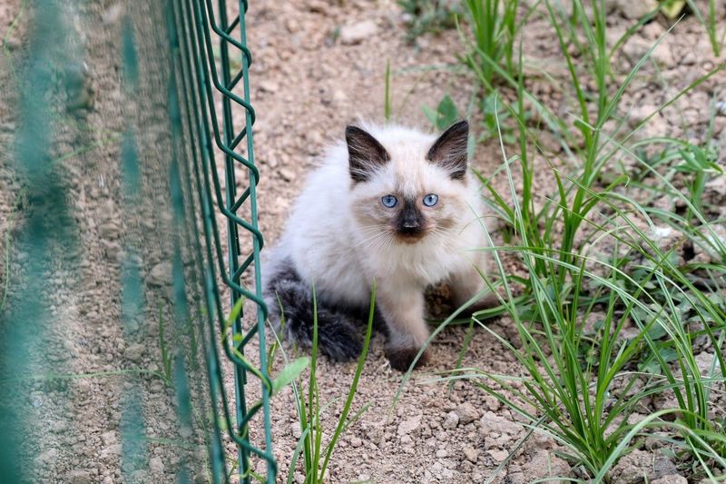 Продаётся сиамские котята. Продаётся сиамские котята.