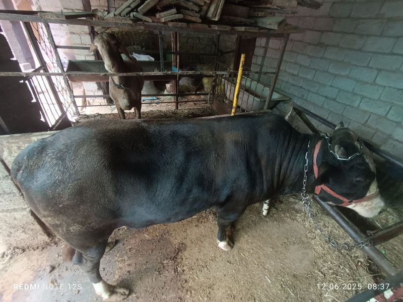 Mol Sotiladi Kelesda Mol Sotiladi Kelesda