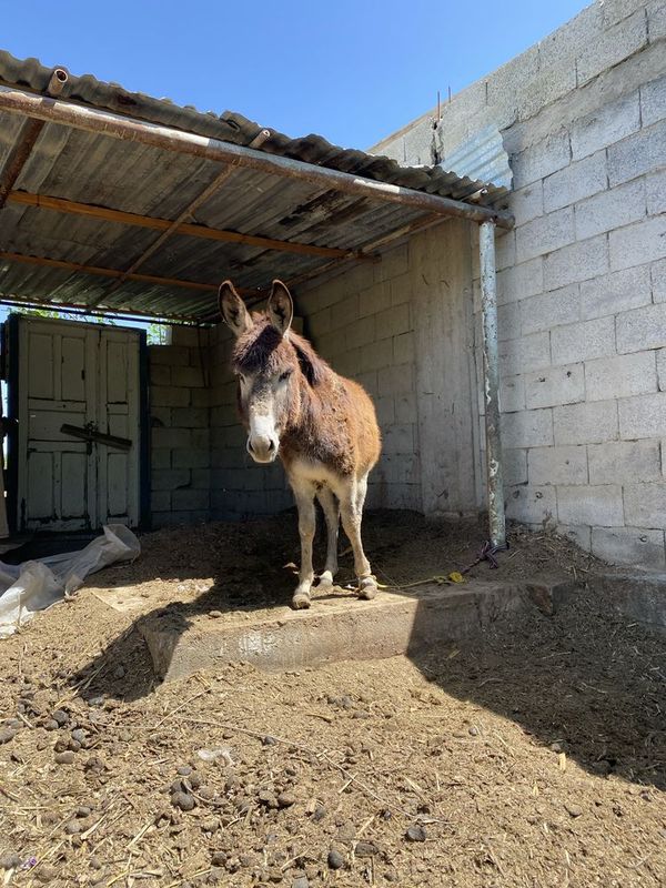 Tez va arzon eshak sotiladi Tez va arzon eshak sotiladi