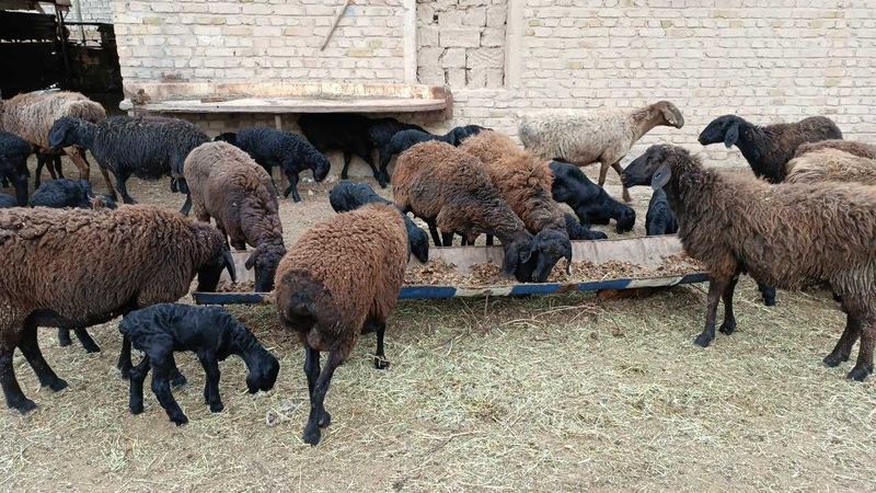 uyda boqilgan quylar sotiladi uzimnik sirochna sotamiza pul kerak