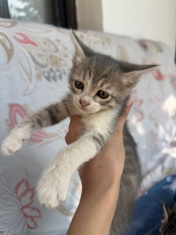 Отдам  маленькую кошку