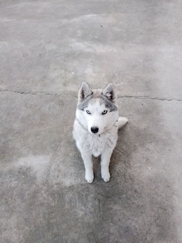 6 oylik xaski yaxshi qaralgan vetirinar korigida turadi kasali yoq ..