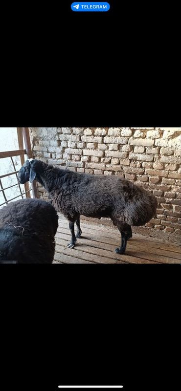 Quchqorlar sotiladi toza boqilgan