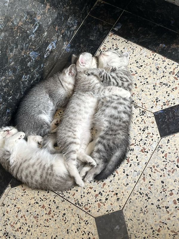 котята породы шиншилла котята породы шиншилла