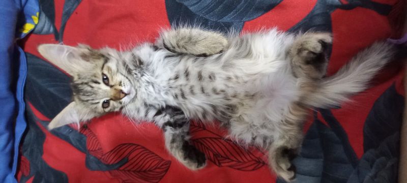 Пристрастраиваем двух котят, отдадим в добрый руки Пристрастраиваем двух котят, отдадим в добрый руки
