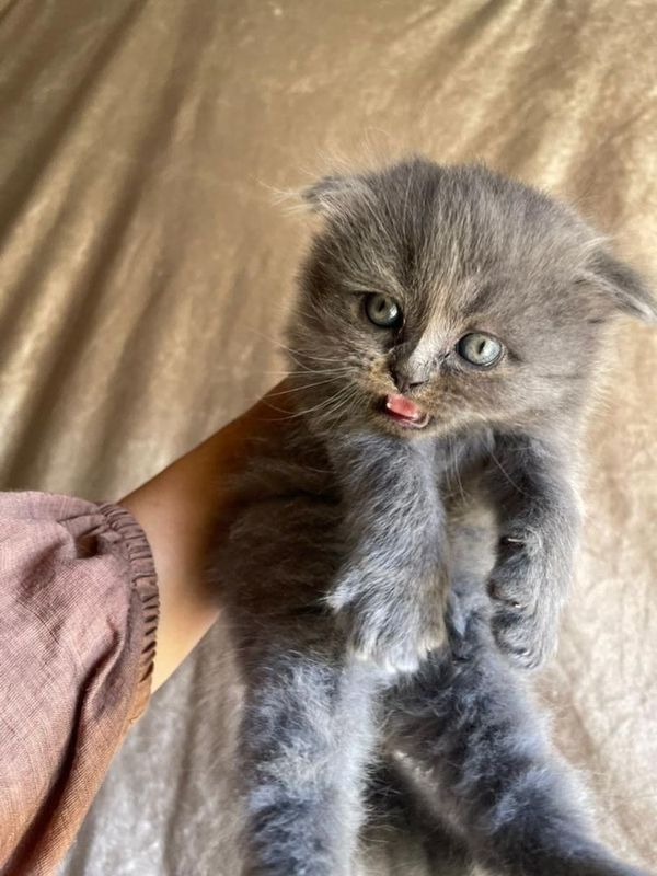 Шотландский Веслоухие котята