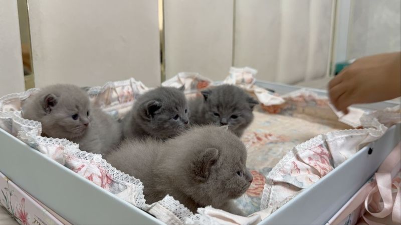 Скотч фолд 120$ 100$ Скотч фолд 120$ 100$