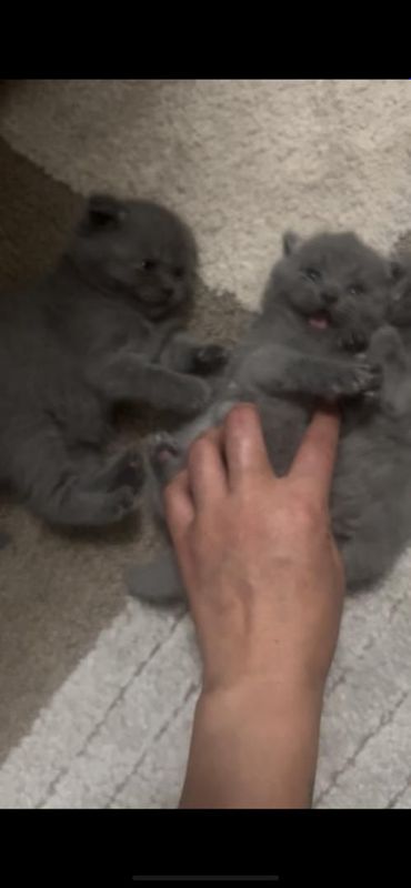 Продаются котята