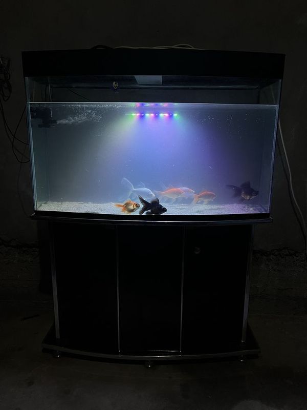 Akvarium balulari bilan Akvarium balulari bilan