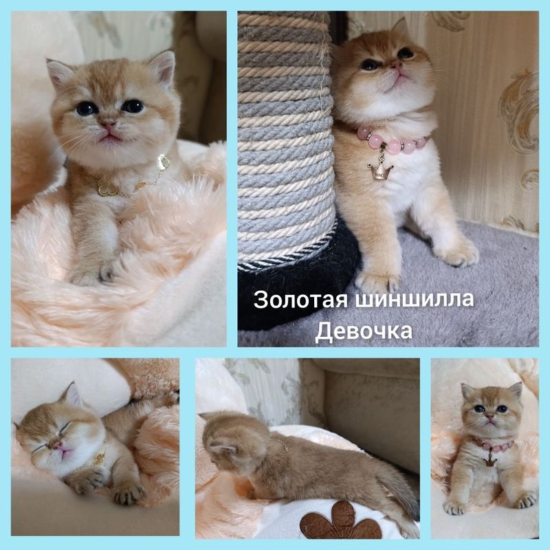 Золотая шиншилла девочка! Золотая шиншилла девочка!