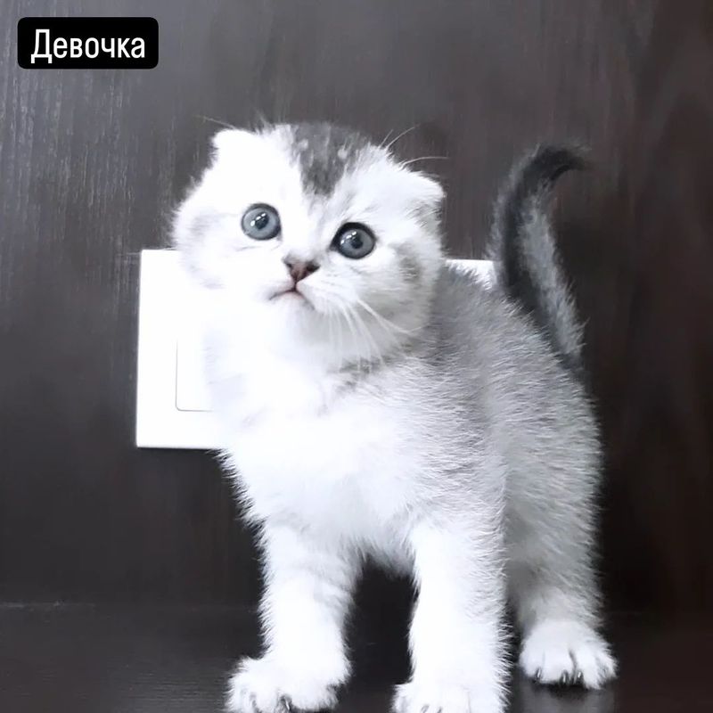 Котята серебристая шиншилла