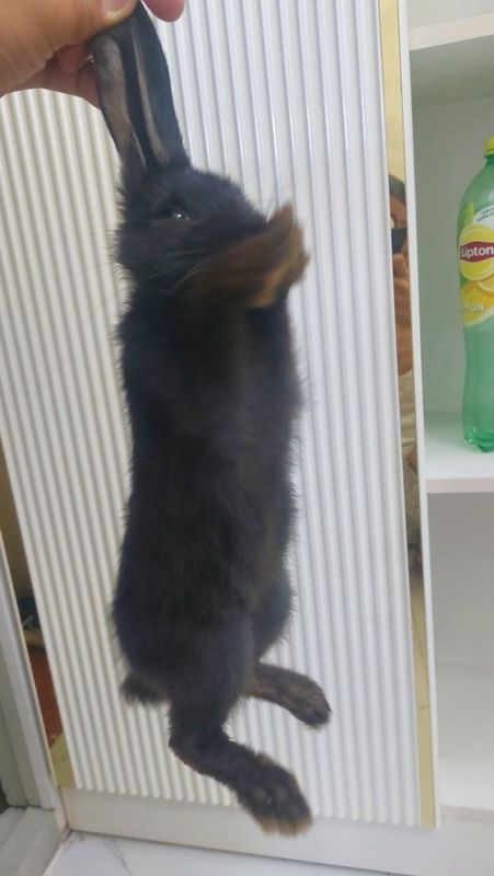 Кролик Velikanlar zotidan