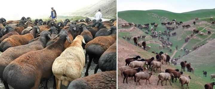 Viloyatda boqilgan Qurbonlik uchun qo'ylar keldi!!!
