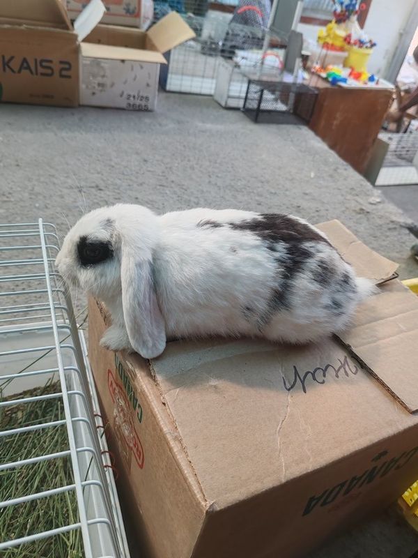 Karlik baran zoti tozza Karlik baran zoti tozza